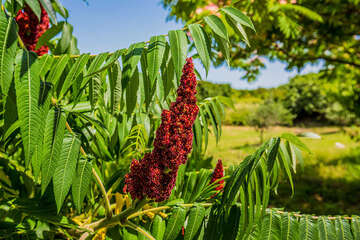 Apartmány Jozo, Polje - Veli Rat, Dugi otok, Chorvatsko