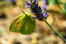 Apartmány Crnika - zahrada pod domem, Mandre, ostrov Pag, Chorvatsko