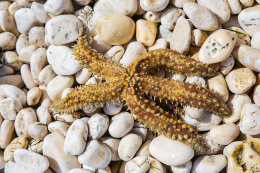 Oblázková pláž Girenica (hvězdice byla vrácena do moře), ostrov Pag, Chorvatsko