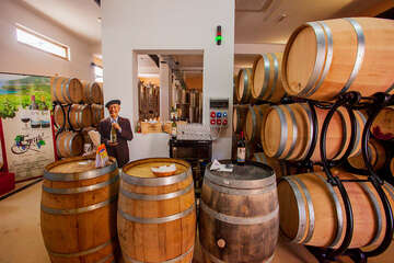 Trstenik - vinařství Grgić, poloostrov Pelješac, Chorvatsko