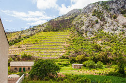 Trstenik - vinice, poloostrov Pelješac, Chorvatsko