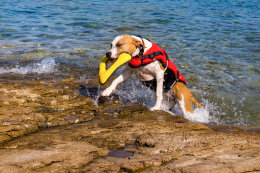 Stomorska - koupání z plochých kamenů je vhodné pro psy, ostrov Šolta, Chorvatsko