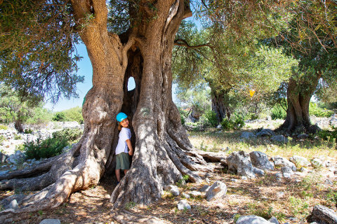 Storočné olivovníky