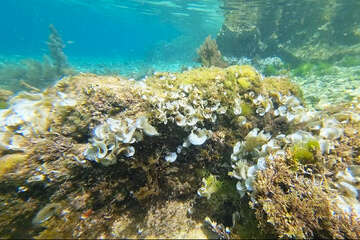 Šnorchlování v Mandre, ostrov Pag, Chorvatsko