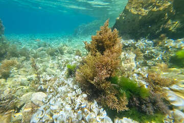 Šnorchlování v Mandre, ostrov Pag, Chorvatsko