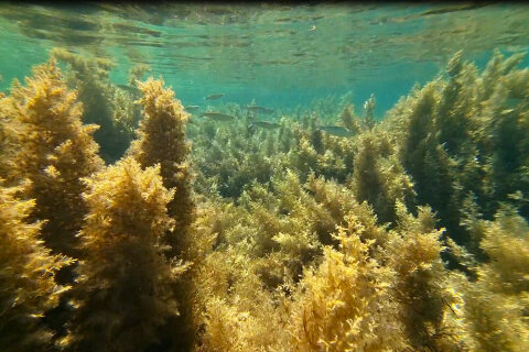 Šnorchlování v Mandre, ostrov Pag, Chorvatsko