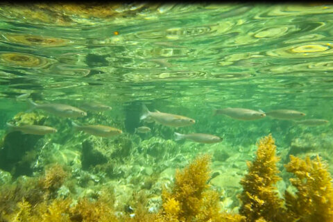 Šnorchlování v Mandre, ostrov Pag, Chorvatsko