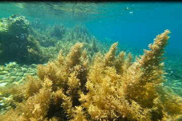 Šnorchlování v Mandre, ostrov Pag, Chorvatsko