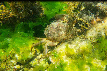 Šnorchlování v Mandre, ostrov Pag, Chorvatsko