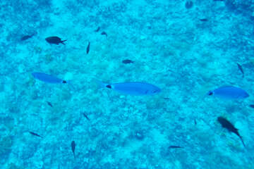 Šnorchlování u podmořské jeskyně Špilja, ostrov Pag, Chorvatsko