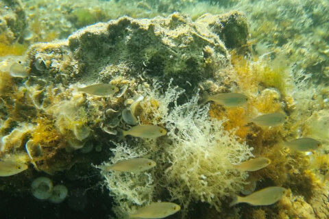 Šnorchlování u pláže Girenica, ostrov Pag, Chorvatsko