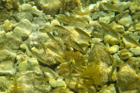 Šnorchlování u pláže Girenica, ostrov Pag, Chorvatsko