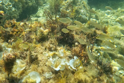 Šnorchlování u pláže Girenica, ostrov Pag, Chorvatsko