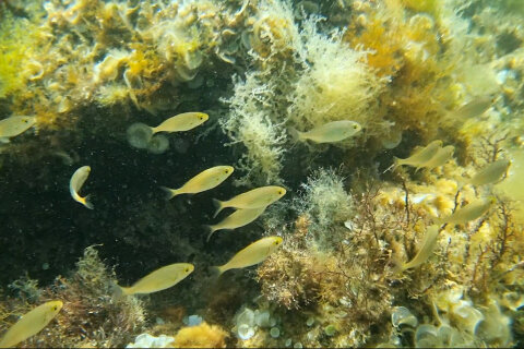 Šnorchlování u pláže Girenica, ostrov Pag, Chorvatsko