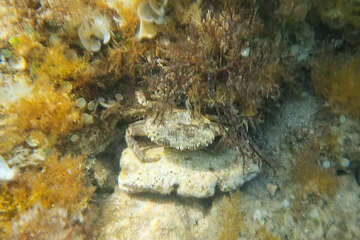 Šnorchlování u pláže Girenica, ostrov Pag, Chorvatsko