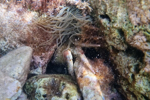 Šnorchlování u pláže Girenica, ostrov Pag, Chorvatsko