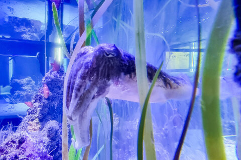 Mořské akvárium Pula, pevnost Verudela, Istrie, Chorvatsko