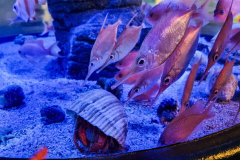 Mořské akvárium Pula, pevnost Verudela, Istrie, Chorvatsko