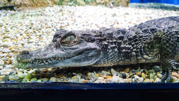 Mořské akvárium Pula, pevnost Verudela, Istrie, Chorvatsko