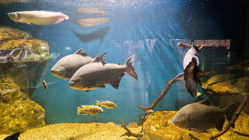 Mořské akvárium Pula, pevnost Verudela, Istrie, Chorvatsko