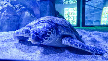 Mořské akvárium Pula, pevnost Verudela, Istrie, Chorvatsko