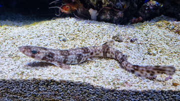 Mořské akvárium Pula, pevnost Verudela, Istrie, Chorvatsko