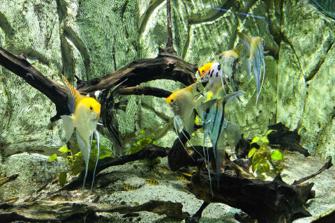 Akvárium a terárium Poreč, Istrie, Chorvatsko