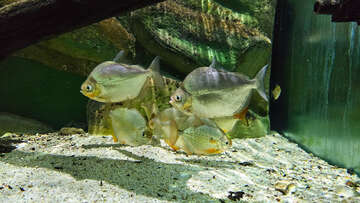 Akvárium a terárium Poreč, Istrie, Chorvatsko