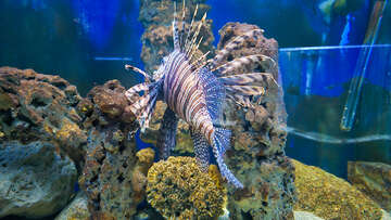 Akvárium a terárium Poreč, Istrie, Chorvatsko