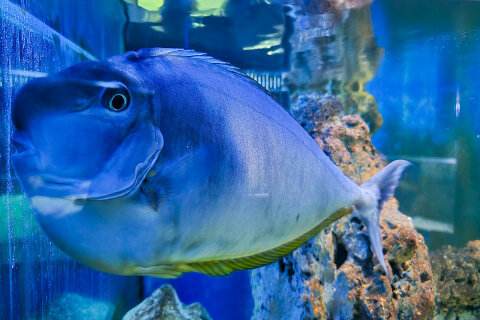 Akvárium a terárium Poreč, Istrie, Chorvatsko
