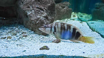 Akvárium a terárium Poreč, Istrie, Chorvatsko