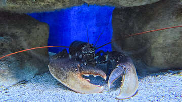 Akvárium a terárium Poreč, Istrie, Chorvatsko