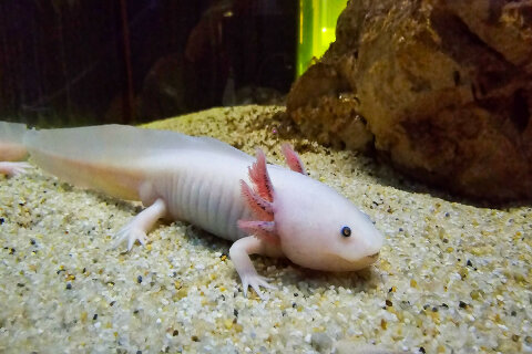 Akvárium a terárium Poreč, Istrie, Chorvatsko