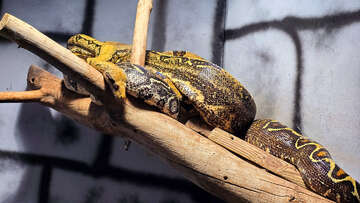 Akvárium a terárium Poreč, Istrie, Chorvatsko