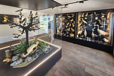 Bale - Galerija Ulika (muzeum dinosaura), Istrie, Chorvatsko