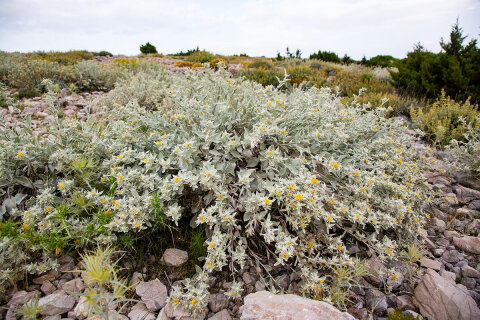 Procházka na Sveti Vid, nejvyšší vrchol ostrova Pag, Chorvatsko