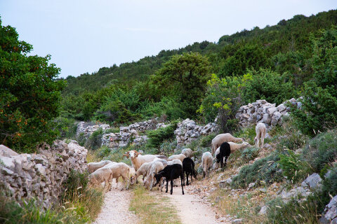 Procházka na Sveti Vid, nejvyšší vrchol ostrova Pag, Chorvatsko