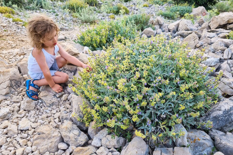 Procházka na Sveti Vid, nejvyšší vrchol ostrova Pag, Chorvatsko