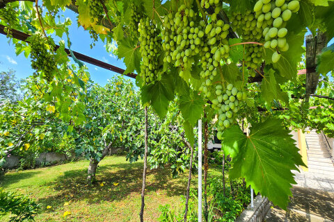 Apartmány Molly - hroznové víno ve dvoře, Novi Vinodolski, Crikvenická riviéra, Chorvatsko