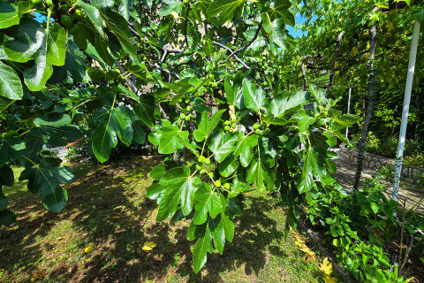 Apartmány Molly - fíkovník v zahradě, Novi Vinodolski, Crikvenická riviéra, Chorvatsko