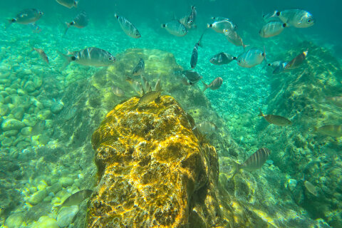 Pláž Girandella - šnorchlování, Rabac, Istrie, Chorvatsko