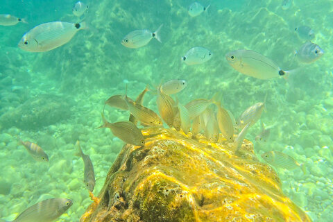 Pláž Girandella - šnorchlování, Rabac, Istrie, Chorvatsko