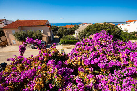 A2 - apartmány Darka, Mandre, ostrov Pag, Chorvatsko