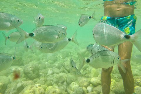 Ostrůvek Sveti Jerolim, národní park Brijuni, Istrie, Chorvatsko