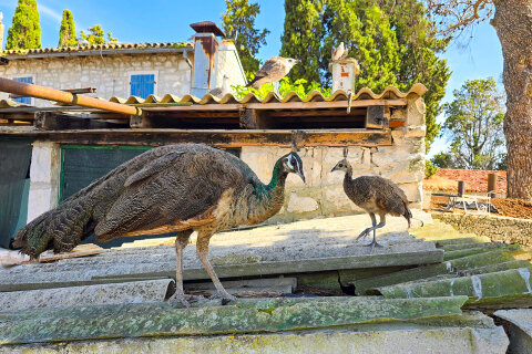 Ostrůvek Sveti Jerolim, národní park Brijuni, Istrie, Chorvatsko