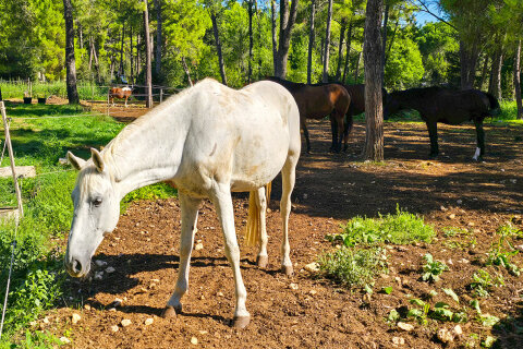 Zaton Holiday Resort - jízdárna, Zaton, Zadarská riviéra, Chorvatsko