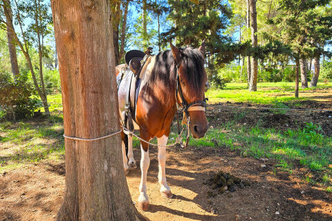 Zaton Holiday Resort - jízdárna, Zaton, Zadarská riviéra, Chorvatsko