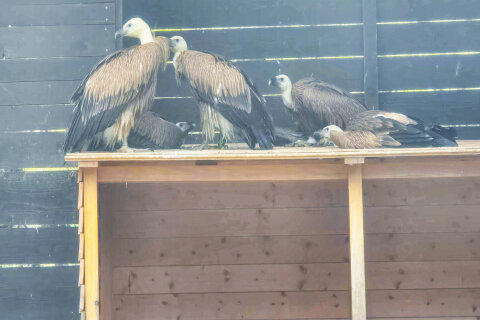 Supi bělohlaví v návštěvnickém centru v Beli, ostrov Cres, Chorvatsko