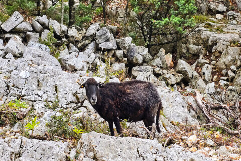Cestou do Beli, ostrov Cres, Chorvatsko