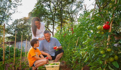 Aminess Maravea Resort**** - farma, Novigrad - Cittanova, Istrie, Chorvatsko